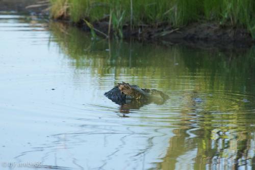 SD_2015-08-08-02-53-20_0014