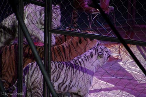 sd201601_20160429-131505-050