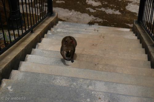 vn_mai_16_00059