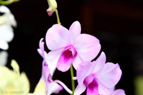 vn_september_16_00015